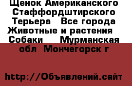 Щенок Американского Стаффордштирского Терьера - Все города Животные и растения » Собаки   . Мурманская обл.,Мончегорск г.